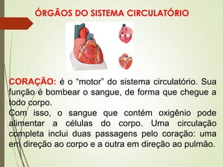 ÓRGÃOS DO SISTEMA CIRCULATÓRIO
CORAÇÃO: é o “motor” do sistema circulatório. Sua
função é bombear o sangue, de forma que chegue a
todo corpo.
Com isso, o sangue que contém oxigênio pode
alimentar a células do corpo. Uma circulação
completa inclui duas passagens pelo coração: uma
em direção ao corpo e a outra em direção ao pulmão.
 