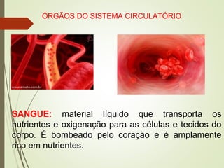 SANGUE: material líquido que transporta os
nutrientes e oxigenação para as células e tecidos do
corpo. É bombeado pelo coração e é amplamente
rico em nutrientes.
ÓRGÃOS DO SISTEMA CIRCULATÓRIO
 