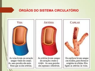 ÓRGÃOS DO SISTEMA CIRCULATÓRIO
 