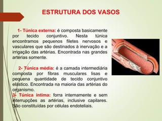ESTRUTURA DOS VASOS
1- Túnica externa: é composta basicamente
por tecido conjuntivo. Nesta túnica
encontramos pequenos filetes nervosos e
vasculares que são destinados à inervação e a
irrigação das artérias. Encontrada nas grandes
artérias somente.
2- Túnica média: é a camada intermediária
composta por fibras musculares lisas e
pequena quantidade de tecido conjuntivo
elástico. Encontrada na maioria das artérias do
organismo.
3- Túnica íntima: forra internamente e sem
interrupções as artérias, inclusive capilares.
São constituídas por células endoteliais.
 