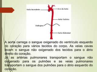 A aorta carrega o sangue oxigenado do ventrículo esquerdo
do coração para vários tecidos do corpo. As veias cavas
levam o sangue não oxigenado dos tecidos para o átrio
direito do coração.
Já as artérias pulmonares transportam o sangue não
oxigenado para os pulmões e as veias pulmonares
transportam o sangue dos pulmões para o átrio esquerdo do
coração.
 