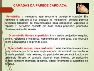 CAMADAS DA PAREDE CARDÍACA:
Pericárdio: a membrana que reveste e protege o coração. Ele
restringe o coração à sua posição no mediastino, embora permita
suficiente liberdade de movimentação para contrações vigorosas e
rápidas. O pericárdio consiste em duas partes principais: pericárdio
fibroso e pericárdio seroso.
O pericárdio fibroso superficial: É um tecido conjuntivo irregular,
denso, resistente e inelástico. Assemelha-se a um saco, que repousa
sobre o diafragma e se prende a ele.
O pericárdio seroso, mais profundo: É uma membrana mais fina e
mais delicada que forma uma dupla camada, circundando o coração. A
camada parietal, mais externa, do pericárdio seroso está fundida ao
pericárdio fibroso. A camada visceral, mais interna, do pericárdio
seroso, também chamada epicárdio, adere fortemente à superfície do
coração.
 