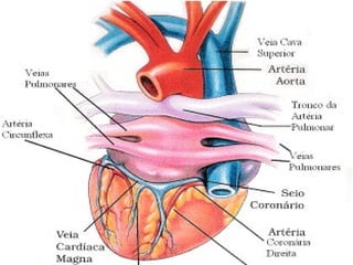 Sistema circulatório aula 07 cetesp