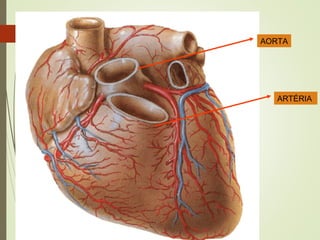 AORTA
ARTÉRIA
 