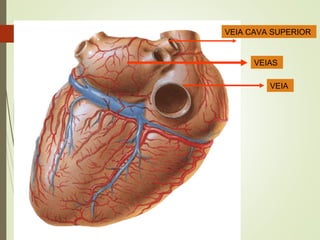 VEIA CAVA SUPERIOR
VEIAS
VEIA
 