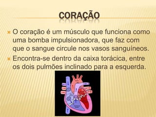 CoraçãoO coração é um músculo que funciona como uma bomba impulsionadora, que faz com que o sangue circule nos vasos sanguíneos.Encontra-se dentro da caixa torácica, entre os dois pulmões inclinado para a esquerda.