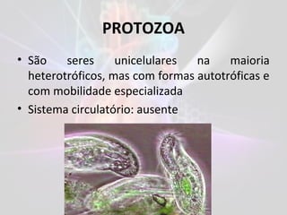 PROTOZOA
• São seres unicelulares na maioria
heterotróficos, mas com formas autotróficas e
com mobilidade especializada
• Sistema circulatório: ausente
 