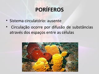 PORÍFEROS
• Sistema circulatório: ausente
• Circulação ocorre por difusão de substâncias
através dos espaços entre as células
 