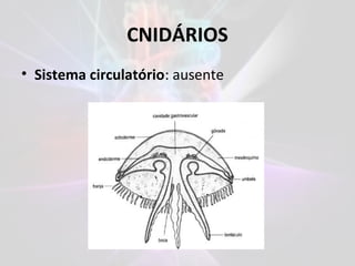 CNIDÁRIOS
• Sistema circulatório: ausente
 