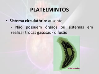 PLATELMINTOS
• Sistema circulatório: ausente
- Não possuem órgãos ou sistemas em
realizar trocas gasosas - difusão
 