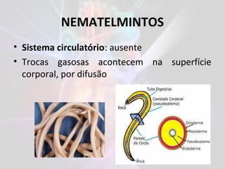 NEMATELMINTOS
• Sistema circulatório: ausente
• Trocas gasosas acontecem na superfície
corporal, por difusão
 