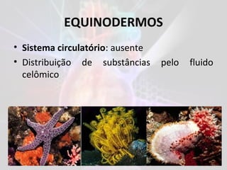 EQUINODERMOS
• Sistema circulatório: ausente
• Distribuição de substâncias pelo fluido
celômico
 