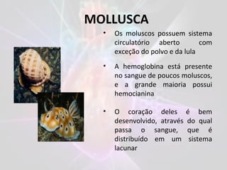 MOLLUSCA
• Os moluscos possuem sistema
circulatório aberto com
exceção do polvo e da lula
• A hemoglobina está presente
no sangue de poucos moluscos,
e a grande maioria possui
hemocianina
• O coração deles é bem
desenvolvido, através do qual
passa o sangue, que é
distribuído em um sistema
lacunar
 