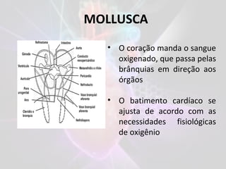 MOLLUSCA
• O coração manda o sangue
oxigenado, que passa pelas
brânquias em direção aos
órgãos
• O batimento cardíaco se
ajusta de acordo com as
necessidades fisiológicas
de oxigênio
 