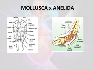 MOLLUSCA x ANELIDA
 