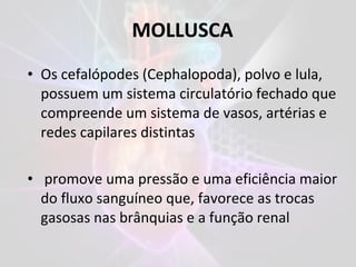 • Os cefalópodes (Cephalopoda), polvo e lula,
possuem um sistema circulatório fechado que
compreende um sistema de vasos, artérias e
redes capilares distintas
• promove uma pressão e uma eficiência maior
do fluxo sanguíneo que, favorece as trocas
gasosas nas brânquias e a função renal
MOLLUSCA
 