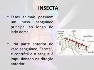 • Esses animais possuem
um vaso sanguíneo
principal ao longo do
lado dorsal
• Na parte anterior do
vaso sanguíneo, “aorta”,
é contrátil e o sangue é
impulsionado na direção
anterior.
INSECTA
 