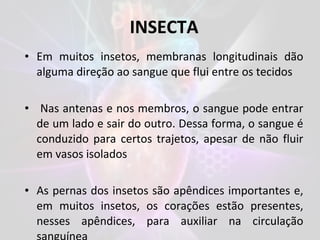 • Em muitos insetos, membranas longitudinais dão
alguma direção ao sangue que flui entre os tecidos
• Nas antenas e nos membros, o sangue pode entrar
de um lado e sair do outro. Dessa forma, o sangue é
conduzido para certos trajetos, apesar de não fluir
em vasos isolados
• As pernas dos insetos são apêndices importantes e,
em muitos insetos, os corações estão presentes,
nesses apêndices, para auxiliar na circulação
INSECTA
 