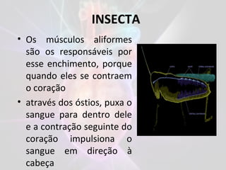 • Os músculos aliformes
são os responsáveis por
esse enchimento, porque
quando eles se contraem
o coração
• através dos óstios, puxa o
sangue para dentro dele
e a contração seguinte do
coração impulsiona o
sangue em direção à
cabeça
INSECTA
 