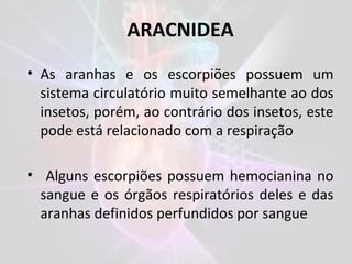 ARACNIDEA
• As aranhas e os escorpiões possuem um
sistema circulatório muito semelhante ao dos
insetos, porém, ao contrário dos insetos, este
pode está relacionado com a respiração
• Alguns escorpiões possuem hemocianina no
sangue e os órgãos respiratórios deles e das
aranhas definidos perfundidos por sangue
 