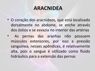 • O coração dos aracnídeos, que está localizado
dorsalmente no abdome, se enche através
dos óstios e se esvazia no interior das artérias
• As pernas das aranhas não possuem
músculos extensores, por isso a pressão
sanguínea, nesses apêndices, é relativamente
alta, pois o sangue é utilizado como fluido
hidráulico para a extensão das pernas
ARACNIDEA
 