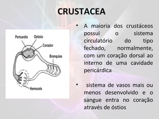 CRUSTACEA
• A maioria dos crustáceos
possui o sistema
circulatório do tipo
fechado, normalmente,
com um coração dorsal ao
interno de uma cavidade
pericárdica
• sistema de vasos mais ou
menos desenvolvido e o
sangue entra no coração
através de óstios
 