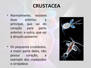 CRUSTACEA
• Normalmente, existem
duas artérias: a
principal, que sai do
coração para parte
anterior; e outra, que vai
à direção posterior
• Os pequenos crustáceos,
a maior parte deles, não
possui coração, a
exemplo dos copépodos
e cirripideos
 
