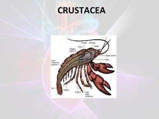 CRUSTACEA
 