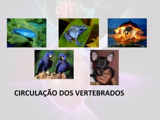 CIRCULAÇÃO DOS VERTEBRADOS
 