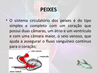 PEIXES
• O sistema circulatório dos peixes é do tipo
simples e completo com um coração que
possui duas câmaras, um átrio e um ventrículo
e com uma câmara maior, o seio venoso, que
ajuda a assegurar o fluxo sanguíneo contínuo
para o coração;
 