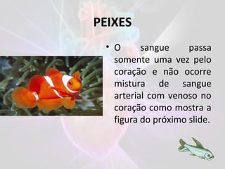 PEIXES
• O sangue passa
somente uma vez pelo
coração e não ocorre
mistura de sangue
arterial com venoso no
coração como mostra a
figura do próximo slide.
 