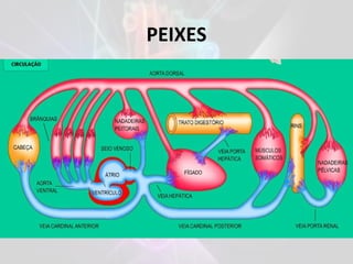 PEIXES
 