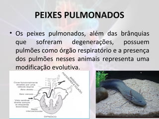 PEIXES PULMONADOS
• Os peixes pulmonados, além das brânquias
que sofreram degenerações, possuem
pulmões como órgão respiratório e a presença
dos pulmões nesses animais representa uma
modificação evolutiva.
 