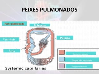 PEIXES PULMONADOS
 