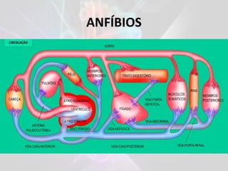 ANFÍBIOS
 