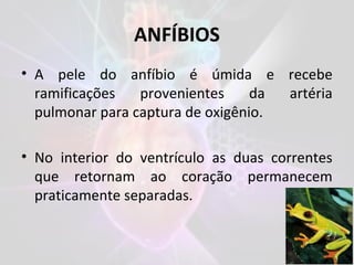 ANFÍBIOS
• A pele do anfíbio é úmida e recebe
ramificações provenientes da artéria
pulmonar para captura de oxigênio.
• No interior do ventrículo as duas correntes
que retornam ao coração permanecem
praticamente separadas.
 
