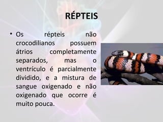 RÉPTEIS
• Os répteis não
crocodilianos possuem
átrios completamente
separados, mas o
ventrículo é parcialmente
dividido, e a mistura de
sangue oxigenado e não
oxigenado que ocorre é
muito pouca.
 