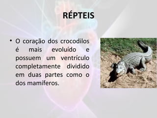 RÉPTEIS
• O coração dos crocodilos
é mais evoluído e
possuem um ventrículo
completamente dividido
em duas partes como o
dos mamíferos.
 