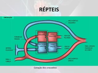 RÉPTEIS
Coração dos crocodilos
 