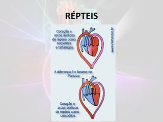 RÉPTEIS
 