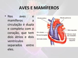AVES E MAMÍFEROS
• Nas aves e
mamíferos a
circulação é dupla
e completa com o
coração, que tem
dois átrios e dois
ventrículos
separados entre
eles.
 
