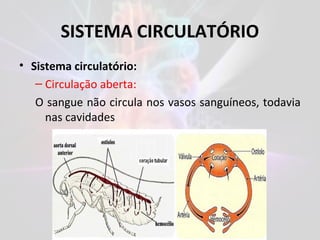 SISTEMA CIRCULATÓRIO
• Sistema circulatório:
– Circulação aberta:
O sangue não circula nos vasos sanguíneos, todavia
nas cavidades
 