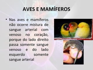 AVES E MAMÍFEROS
• Nas aves e mamíferos
não ocorre mistura de
sangue arterial com
venoso no coração,
porque do lado direito
passa somente sangue
venoso e do lado
esquerdo somente
sangue arterial
 