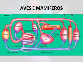 AVES E MAMÍFEROS
 