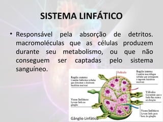 SISTEMA LINFÁTICO
• Responsável pela absorção de detritos.
macromoléculas que as células produzem
durante seu metabolismo, ou que não
conseguem ser captadas pelo sistema
sanguíneo.
Gânglio Linfático
 