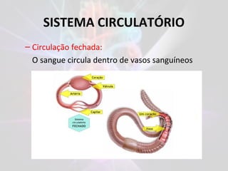 SISTEMA CIRCULATÓRIO
– Circulação fechada:
O sangue circula dentro de vasos sanguíneos
 