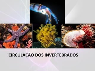 CIRCULAÇÃO DOS INVERTEBRADOS
 