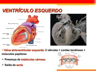 VENTRÍCULO ESQUERDO




Valva atrioventricular esquerda: 2 válvulas + cordas tendíneas +
músculos papilares
 Presença de trabéculas cárneas

 Saída da aorta
 