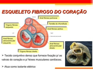 ESQUELETO FIBROSO DO CORAÇÃO
                                                 Anel fibroso pulmonar
                                                  Anel fibroso pulmonar

                                                            Tendão do infundíbulo
                                                             Tendão do infundíbulo
   Trígono fibroso
    Trígono fibroso
   esquerdo
    esquerdo
                                                          Anel fibroso aórtico
                                                           Anel fibroso aórtico



Anel fibroso
 Anel fibroso
atrioventricular
 atrioventricular
esquerdo
 esquerdo                                                      Anel fibroso
                                                              Anel fibroso
                                                               atrioventricular
                                                              atrioventricular
                                                               direito
                                                              direito
                      Trígono fibroso direito
                       Trígono fibroso direito

 Tecido conjuntivo denso que fornece fixação p/ as
valvas do coração e p/ feixes musculares cardíacos;

 Atua como isolante elétrico
 