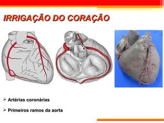 IRRIGAÇÃO DO CORAÇÃO




 Artérias coronárias

 Primeiros ramos da aorta
 